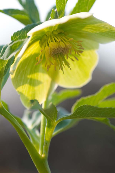 Grüner Nieswurz, Italien 2012.
